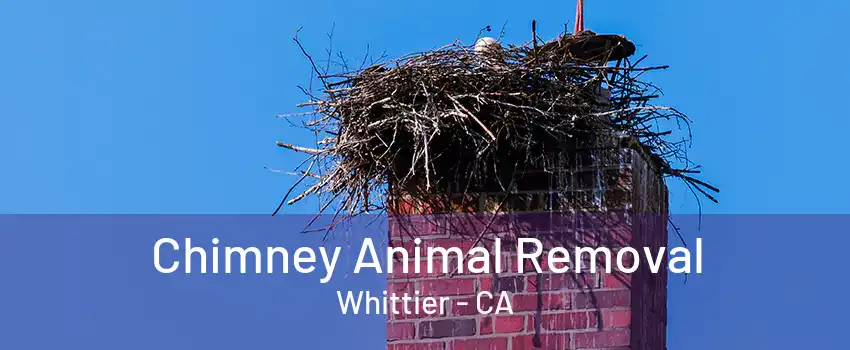 Chimney Animal Removal Whittier - CA