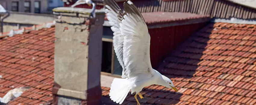 Residential Chimney Animal Removal Solution in Whittier, CA